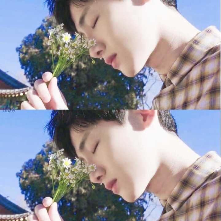 故乡的梅花开了
