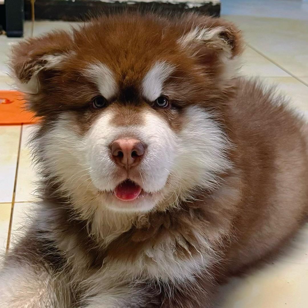 圆滚滚的大元宝
