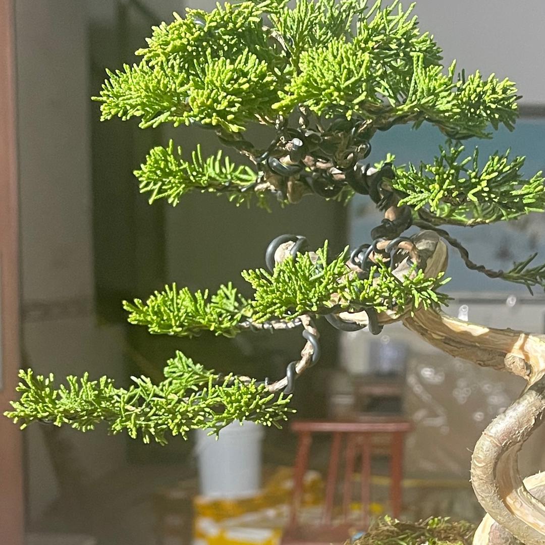 人品树