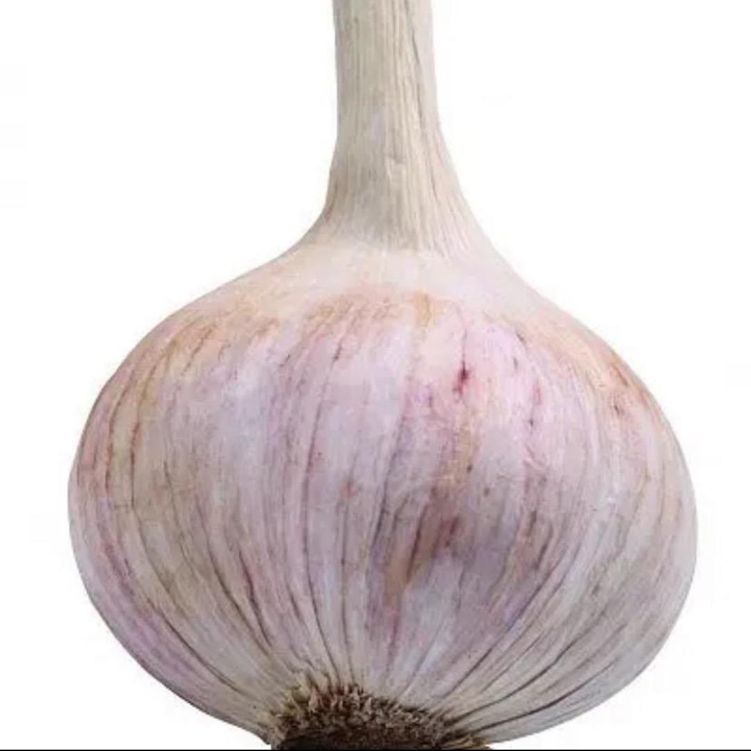 마늘아