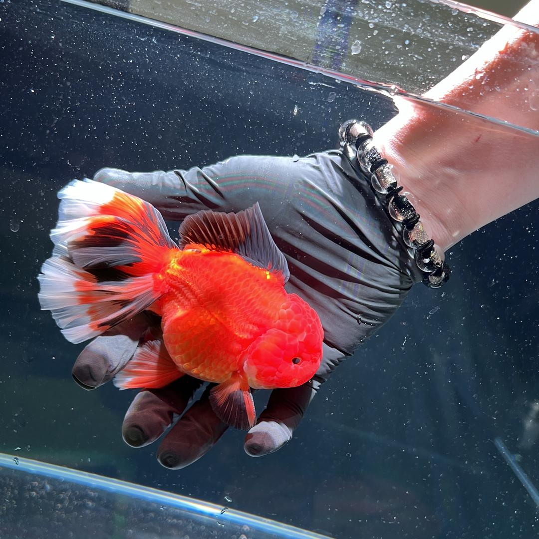 鱼来鱼往精品鱼