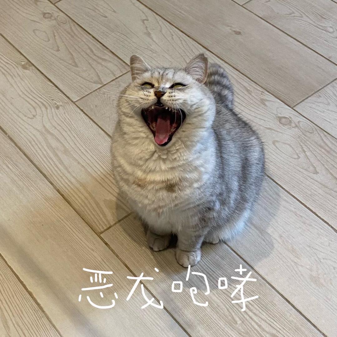 TheLilFox