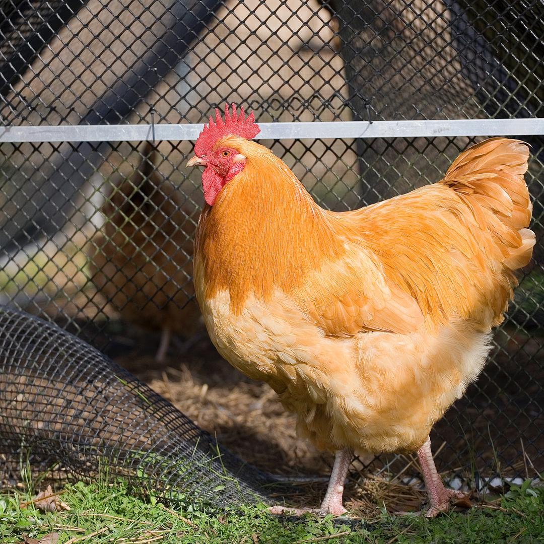 农村散养大土鸡