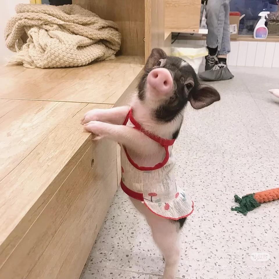 小可爱