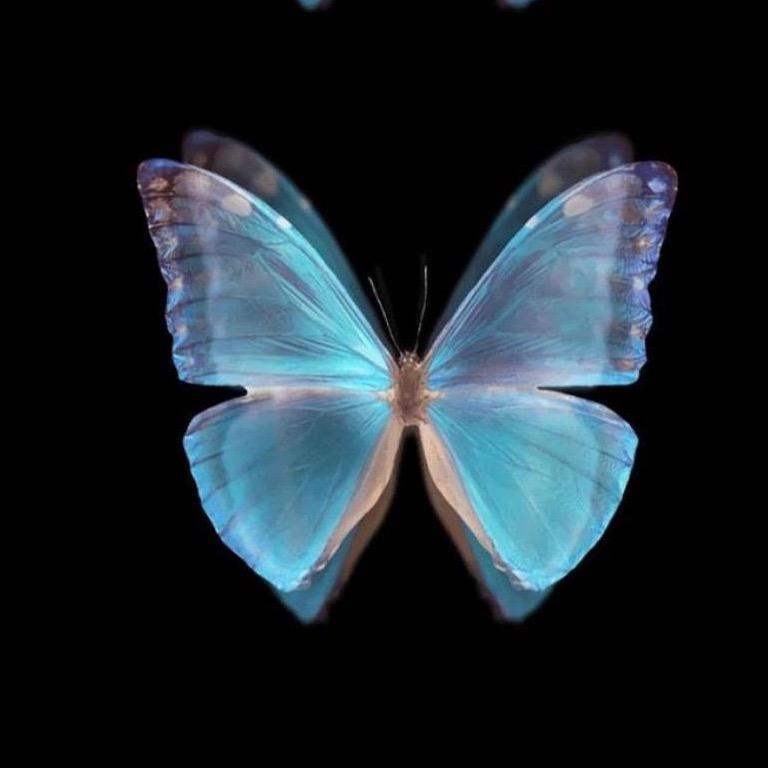 .🦋.