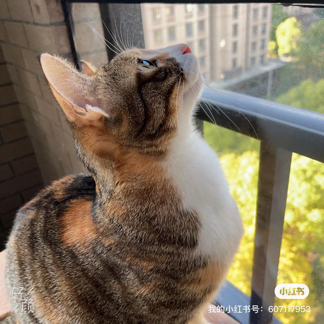 猫猫咪呀Mia