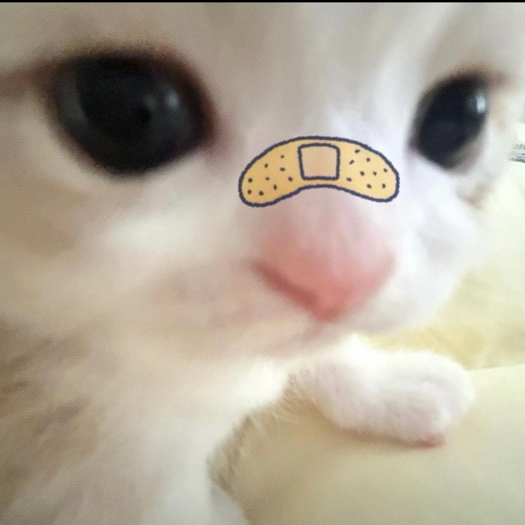 喵二直