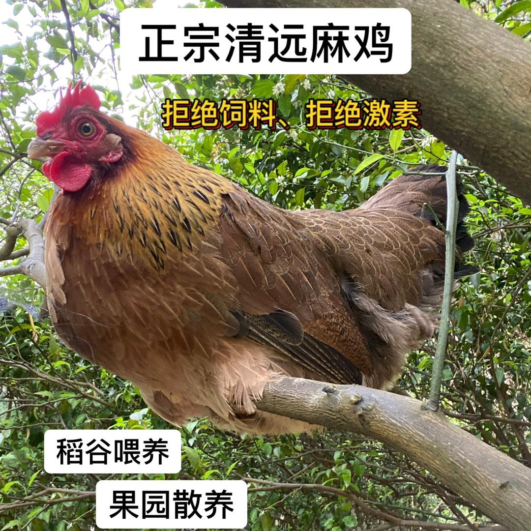 清远山妹农场（现宰现发）