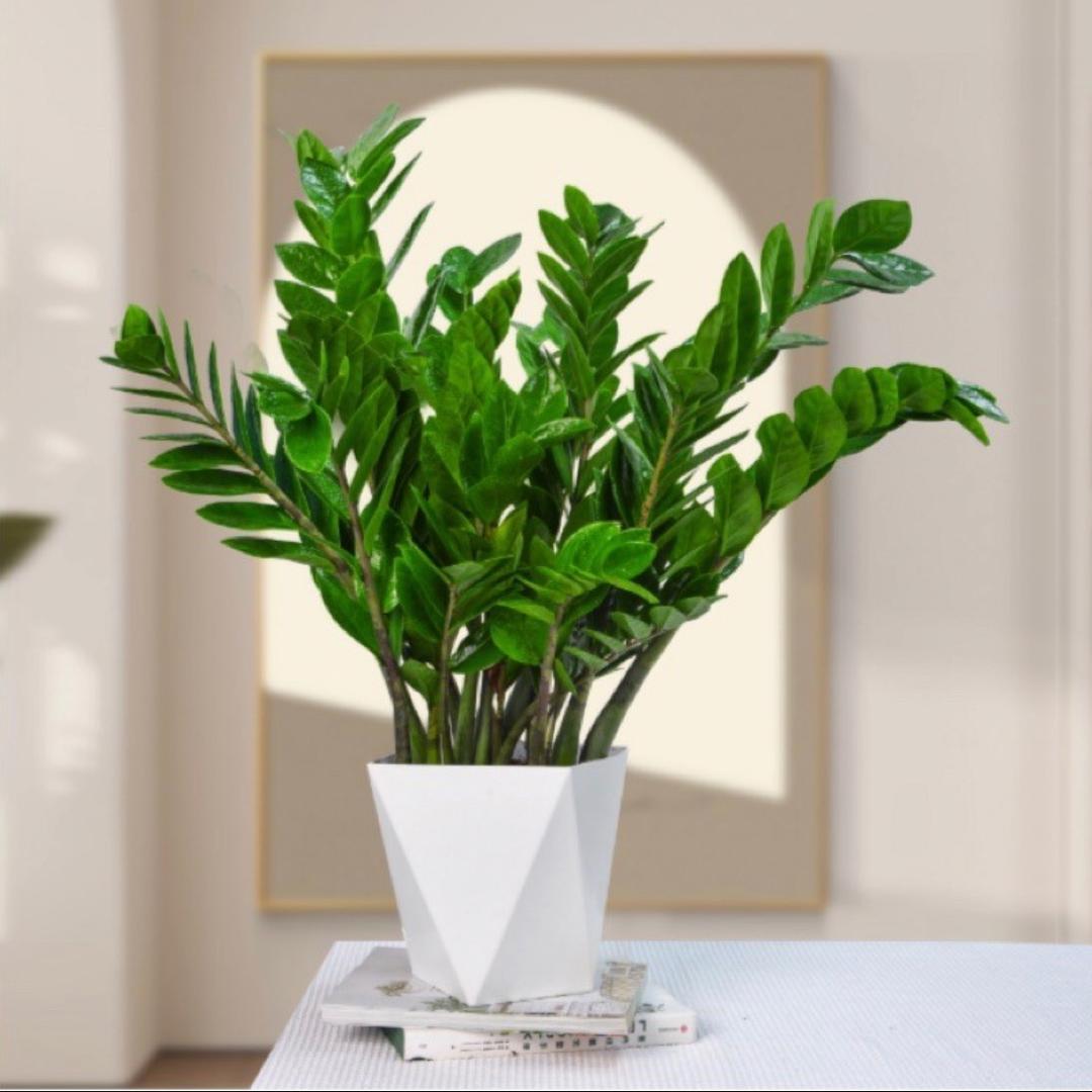 植悟生活ZHIWU