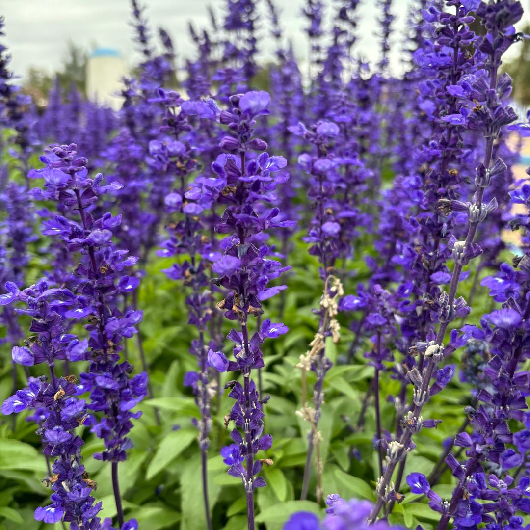 💕 雪若未夕💕