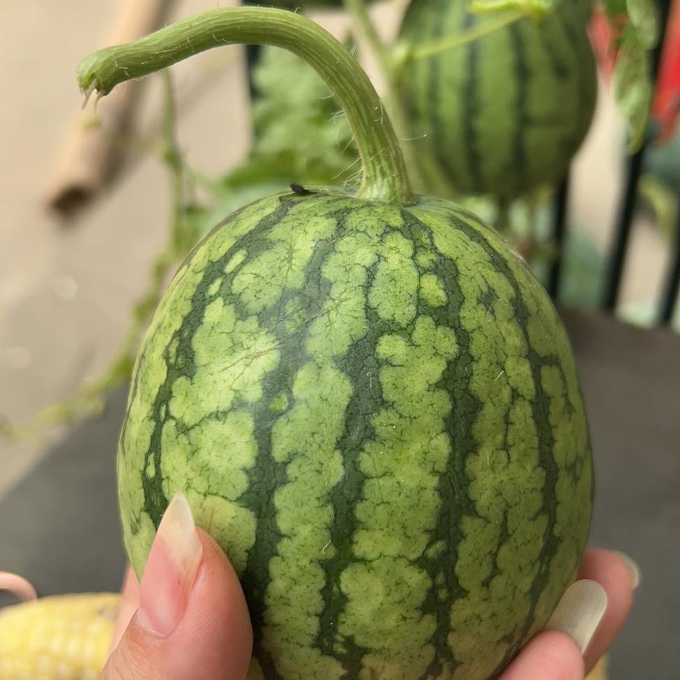 奶茶