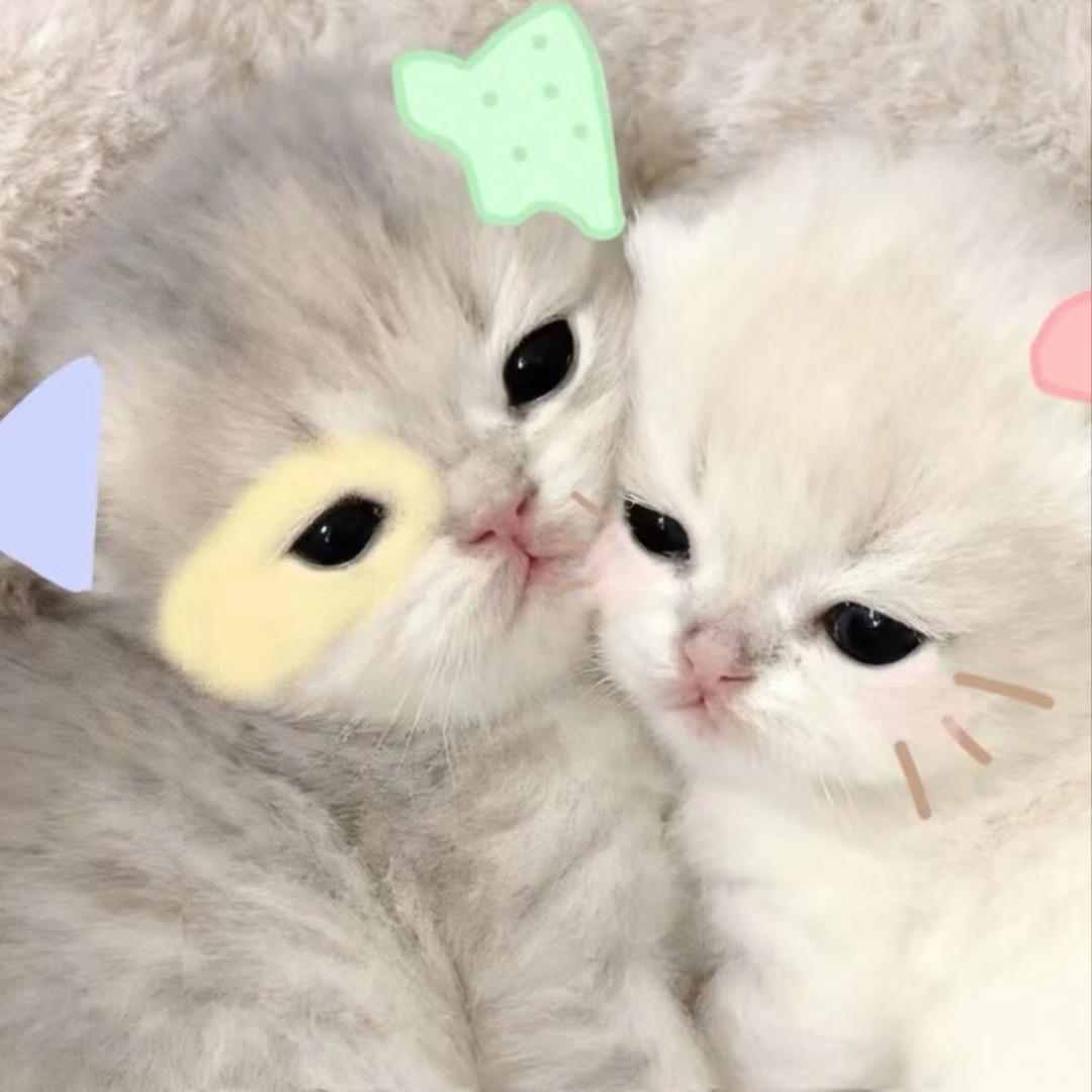 笨蛋总是点眼泪