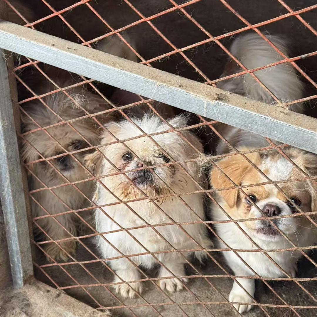 葫芦岛慈爱小动物护生家园