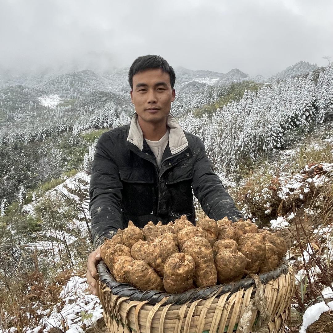 云香小马