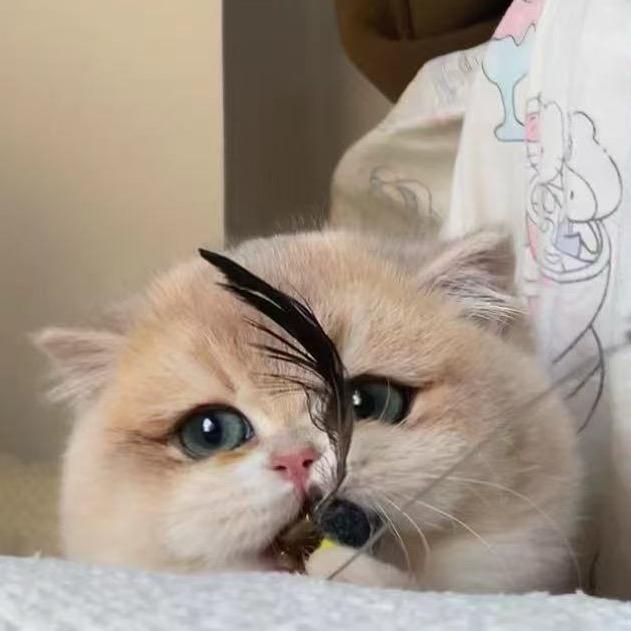 肉肉铺Cattery🐈