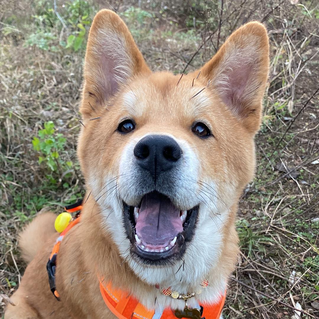 黄豆是个田园犬