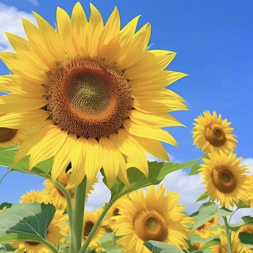 全国景区游玩攻略