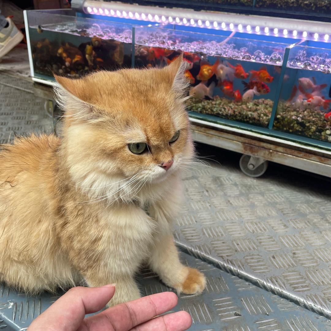 恨水