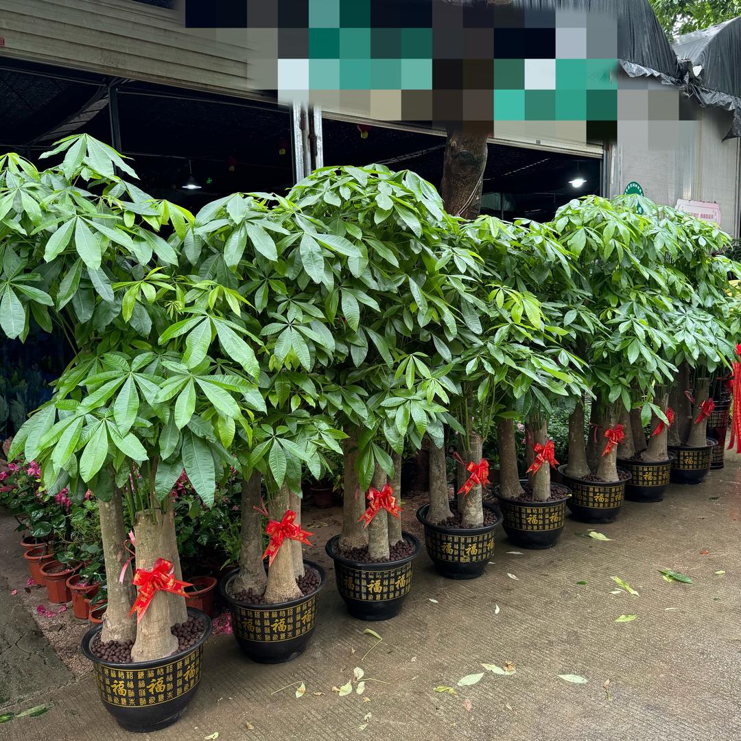 花鲜紫绿植到家