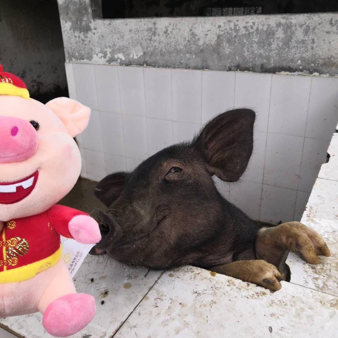 凯旋