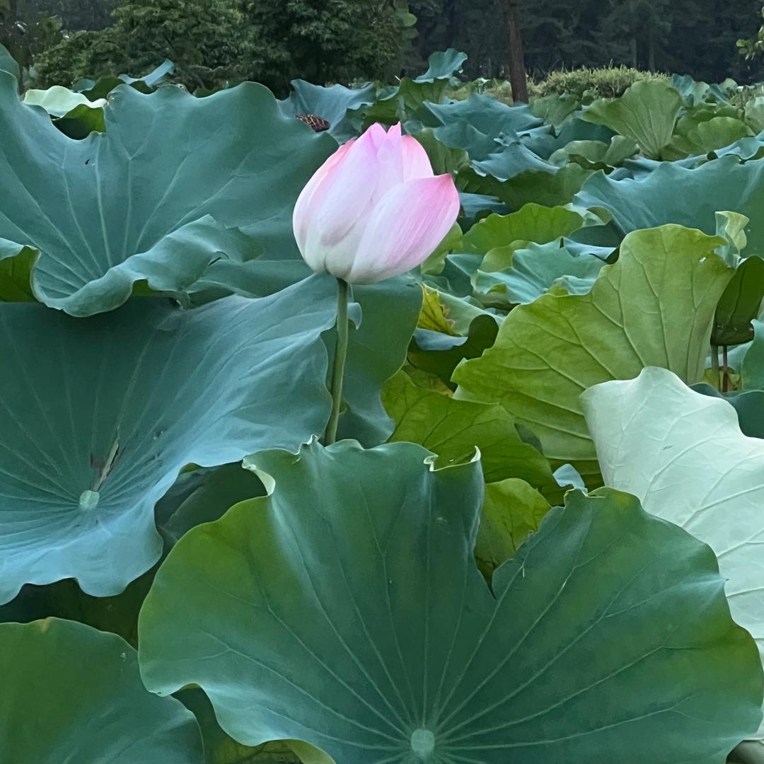 🌻～珠珠