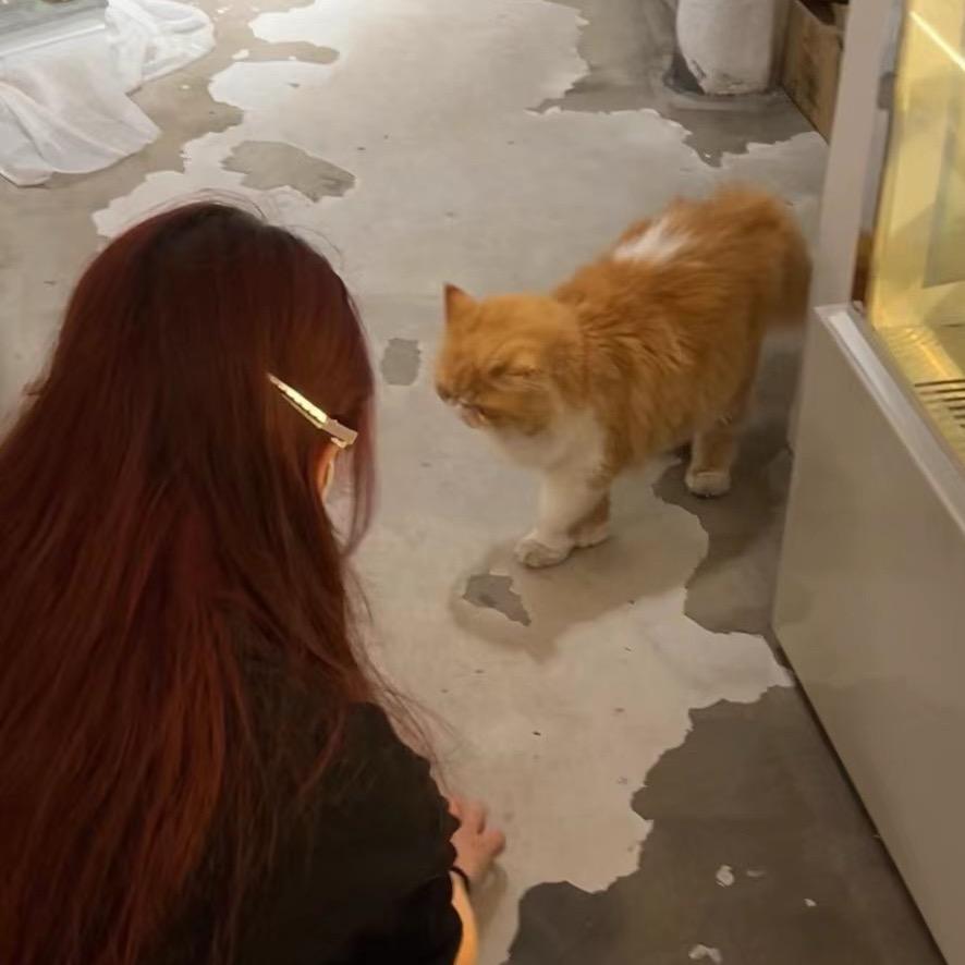 我的牙7上没有菜