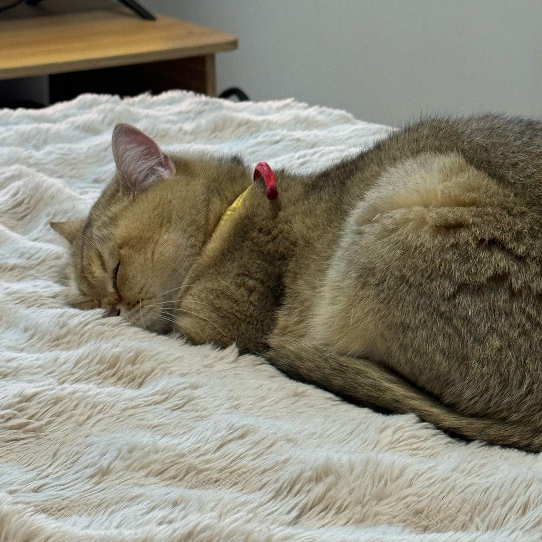 爱吃猫条的胖虎