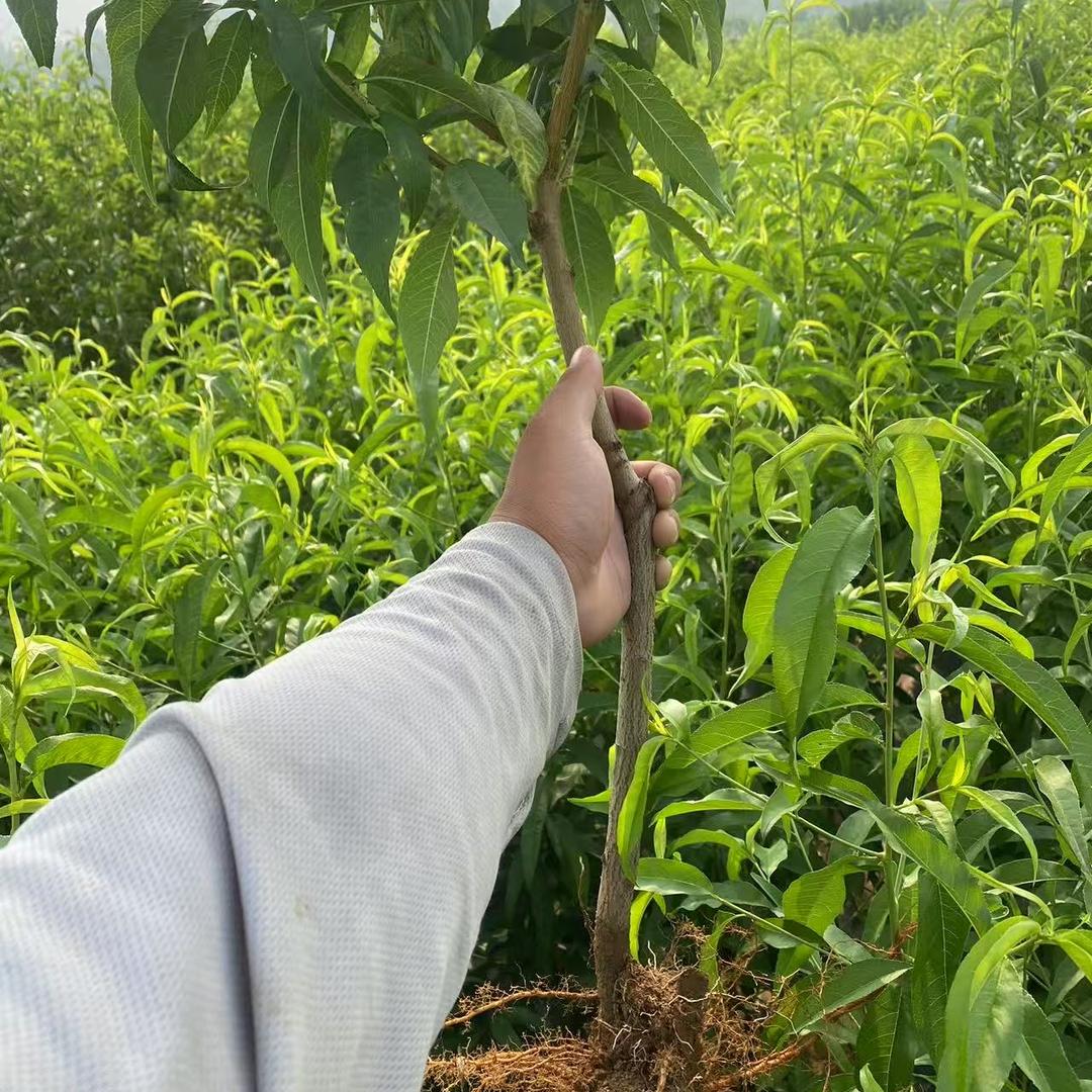 素蜜鑫来果树苗木专卖店