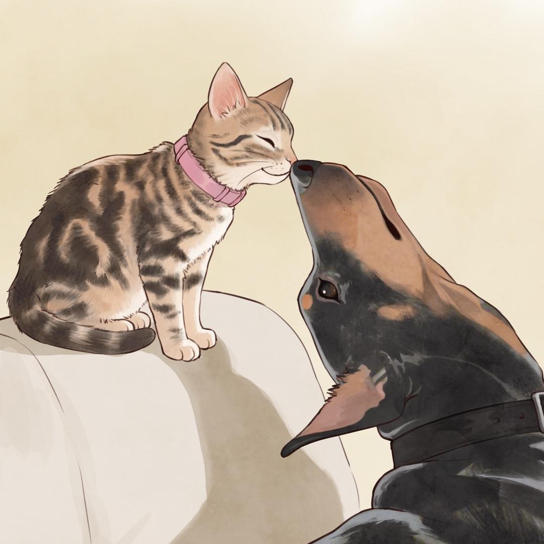 没有边界感的猫