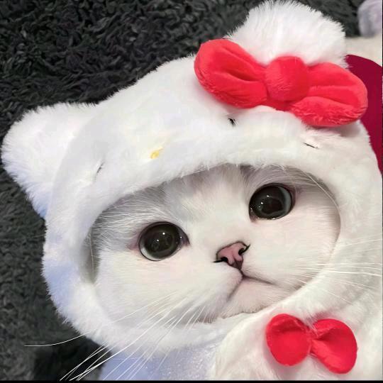 董不懂