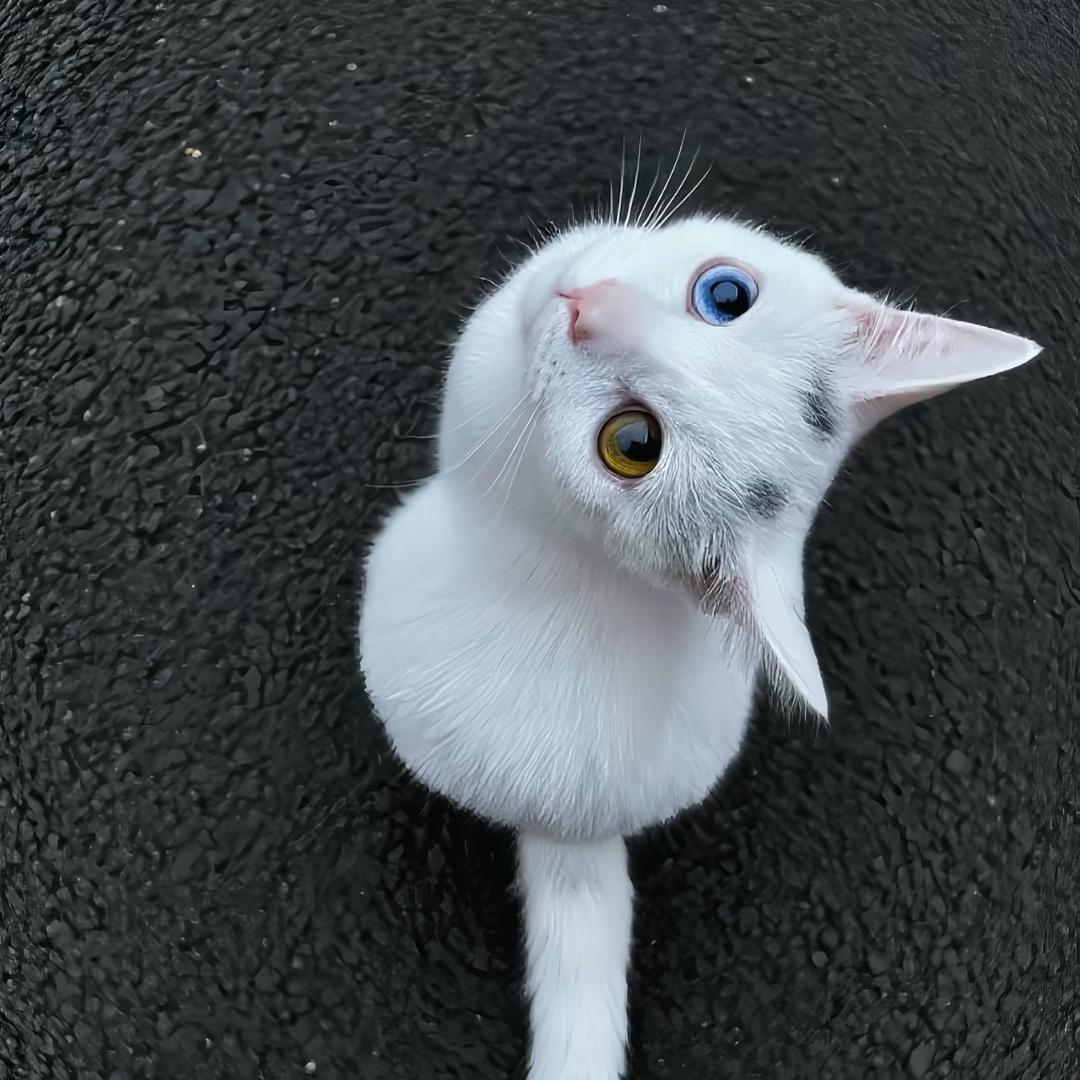 Mluy
