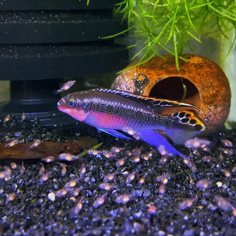 小红鱼观赏鱼