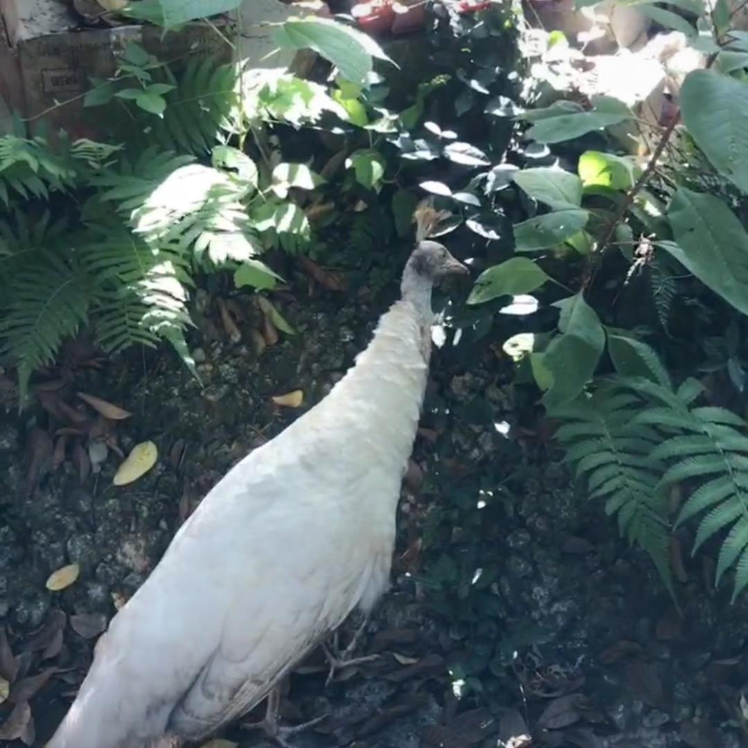 土鸡蛋