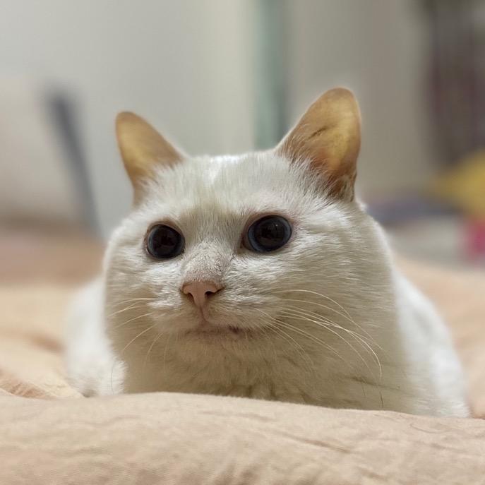 谢夫涅Max