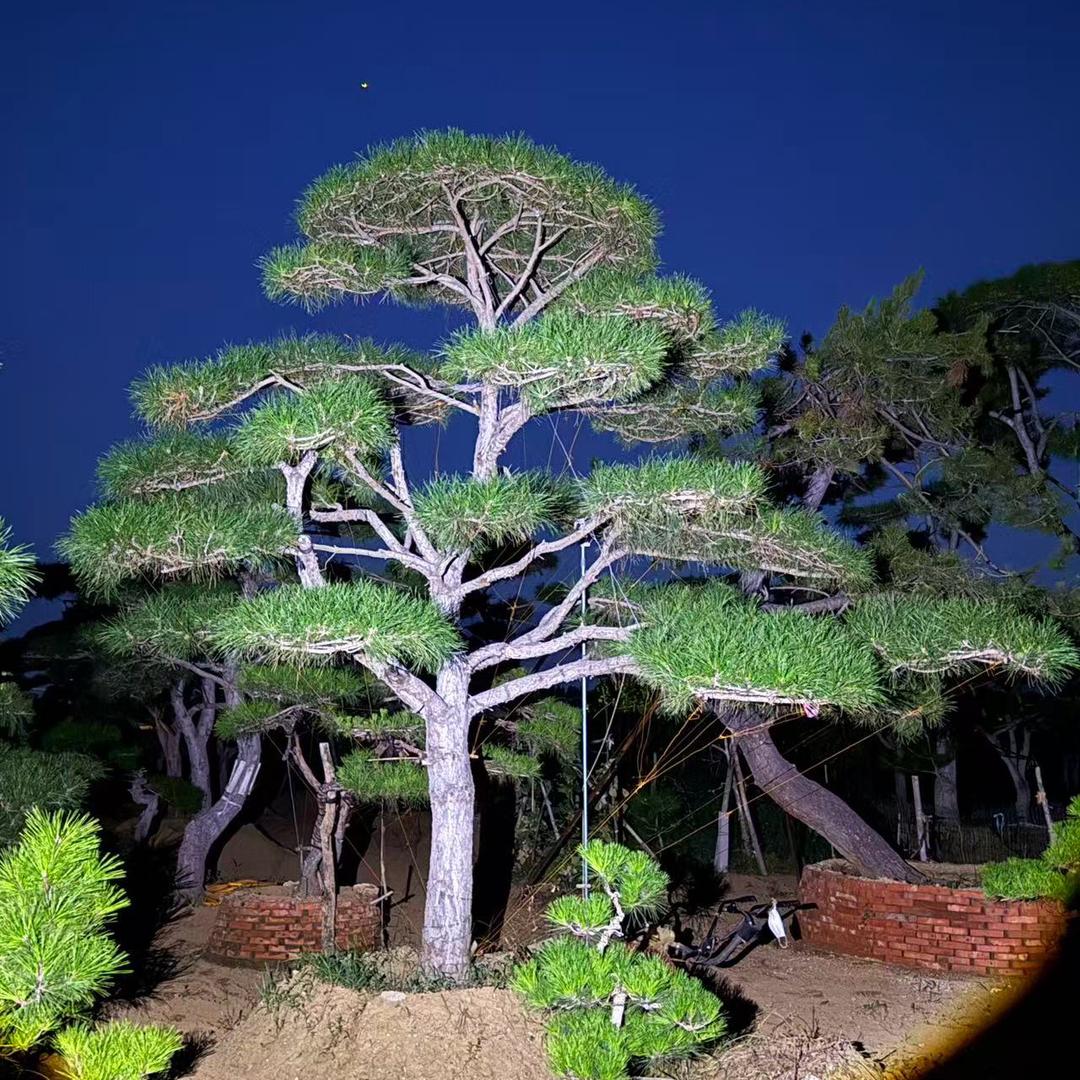 泰山松苑
