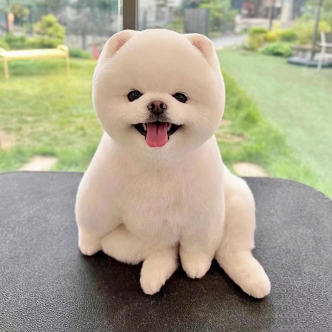 什邡木子家.奢宠