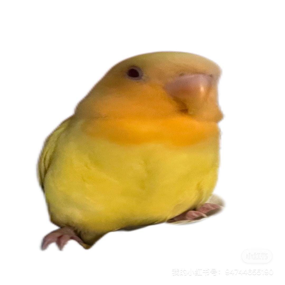 钱包小偷