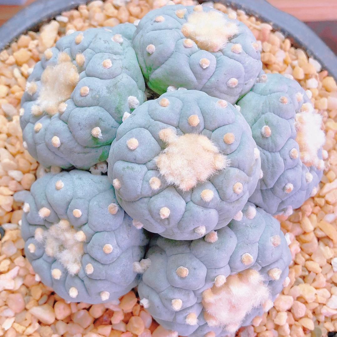 许先生的小阳台