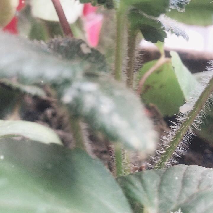 吉舞王大爷