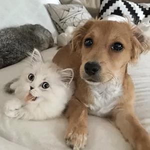 小申养宠分享(专注猫狗)