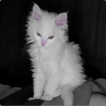 姐姐
