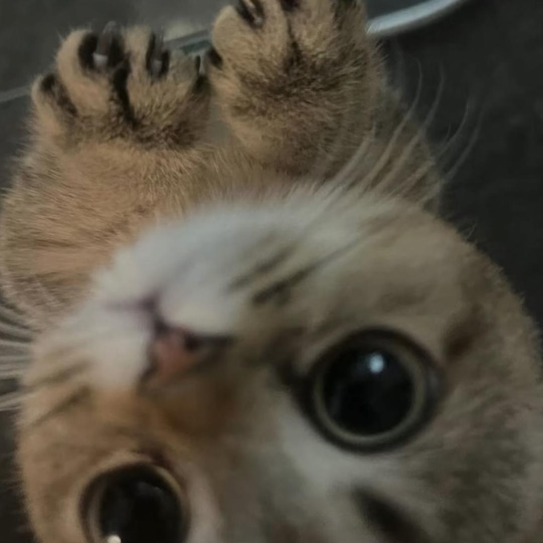 koko