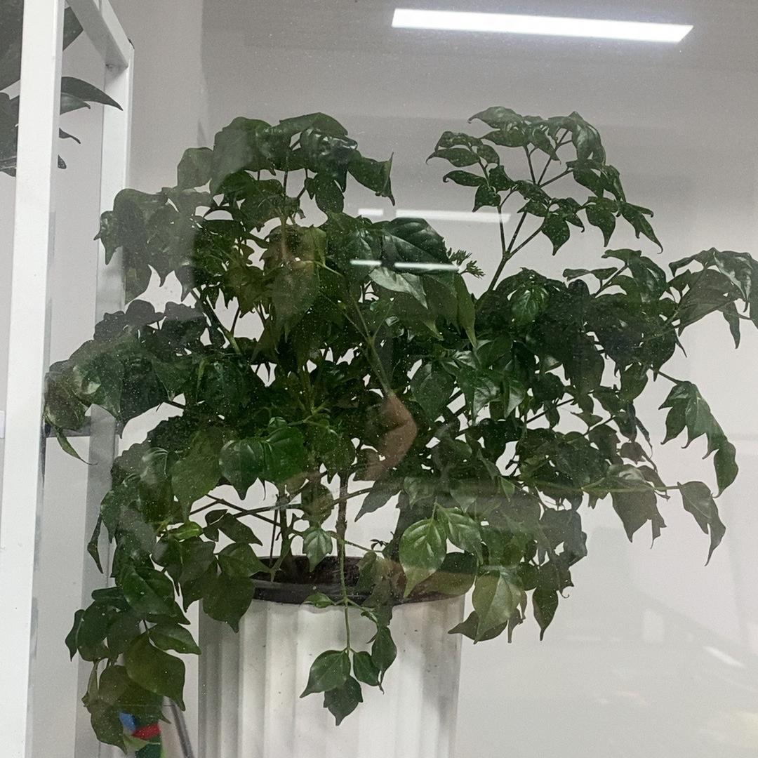大昂影百货精选小铺