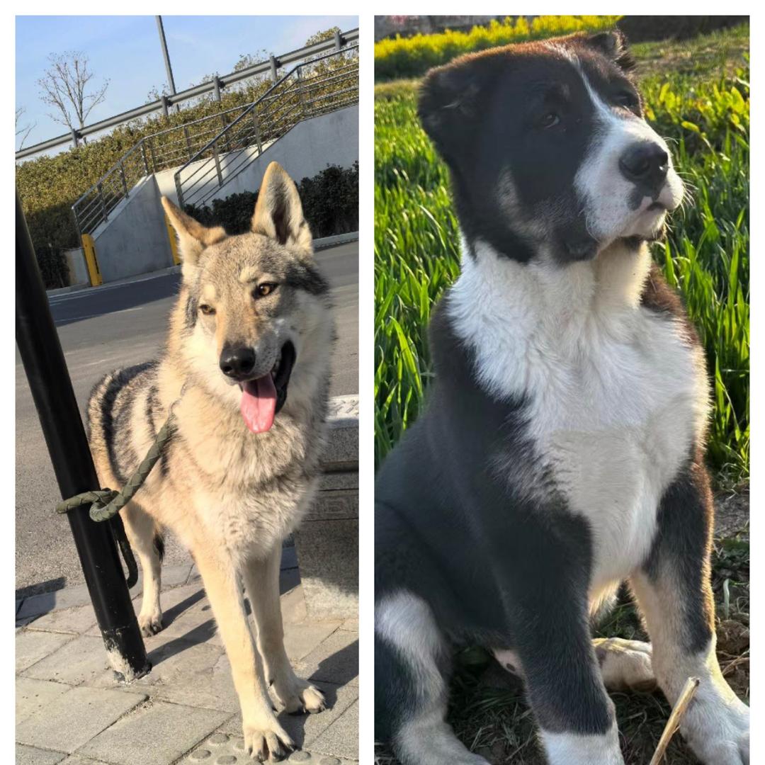 捷克狼中亚牧羊犬 于姐