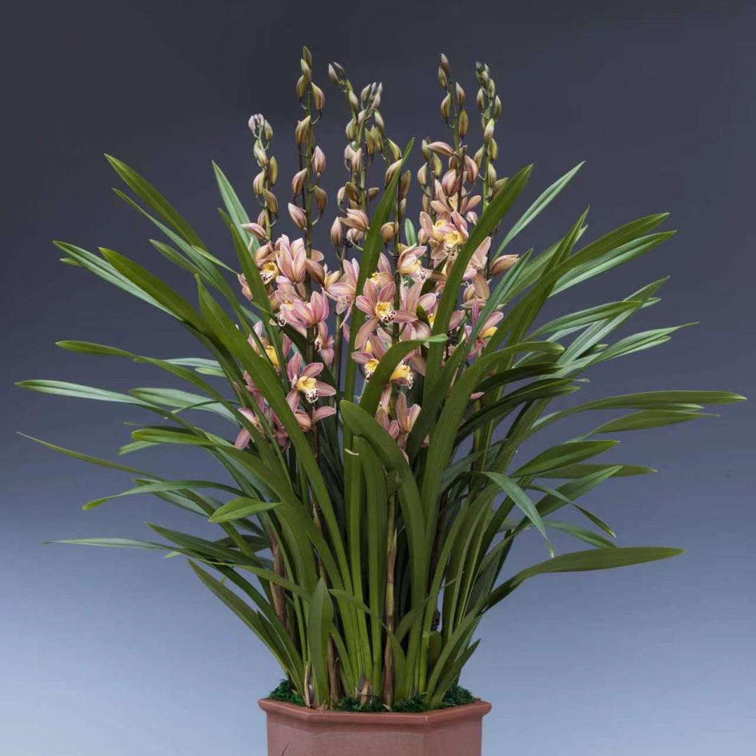 飞粤港绿鲜植兰花