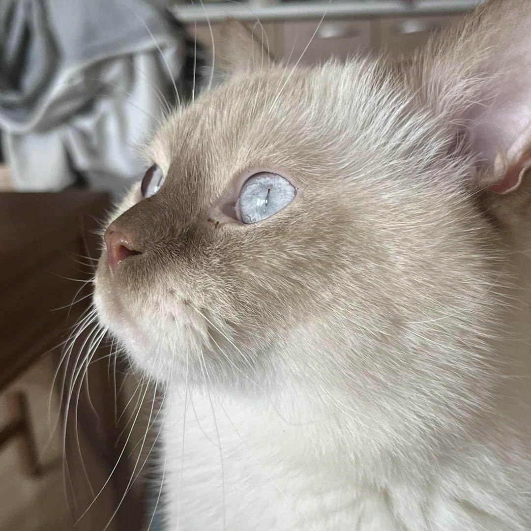三月是只猫