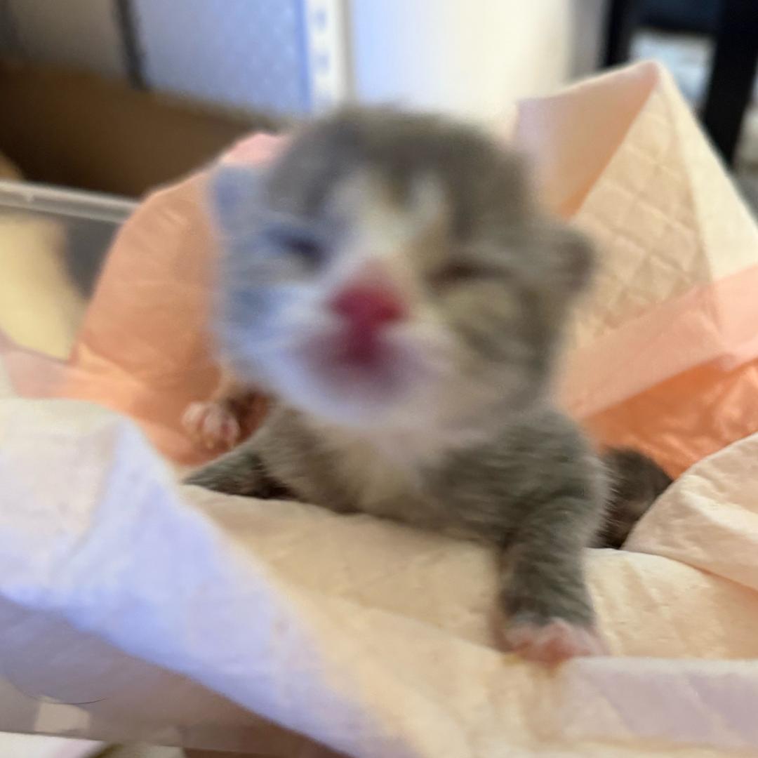 小灰灰是只猫🐱