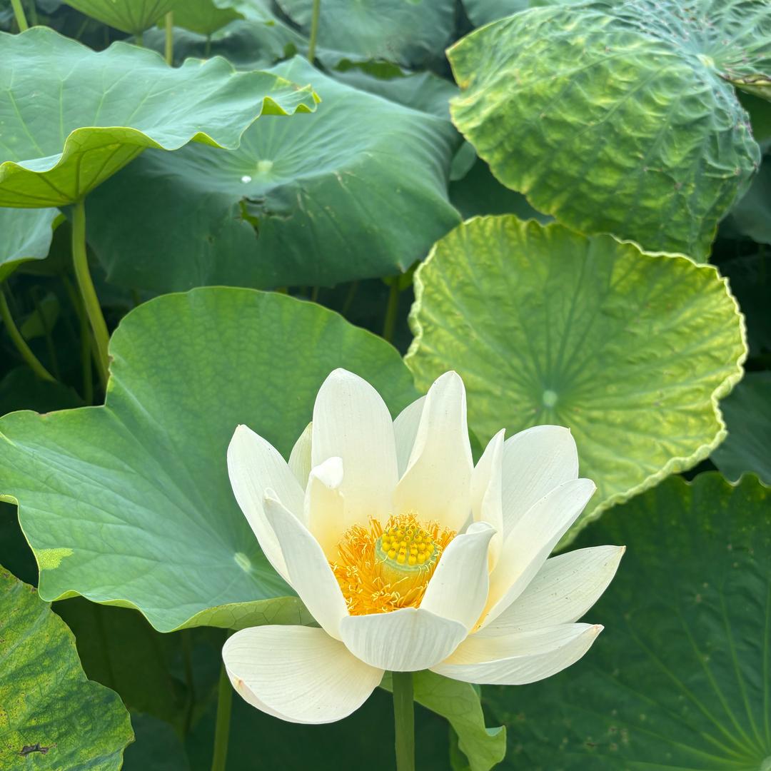 🌹🌹佳采