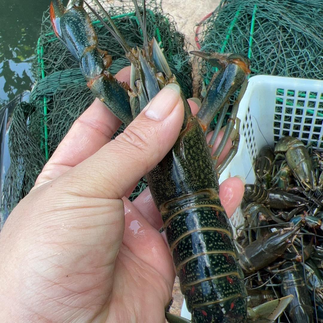 亚国澳洲龙虾苗（个体工商户）