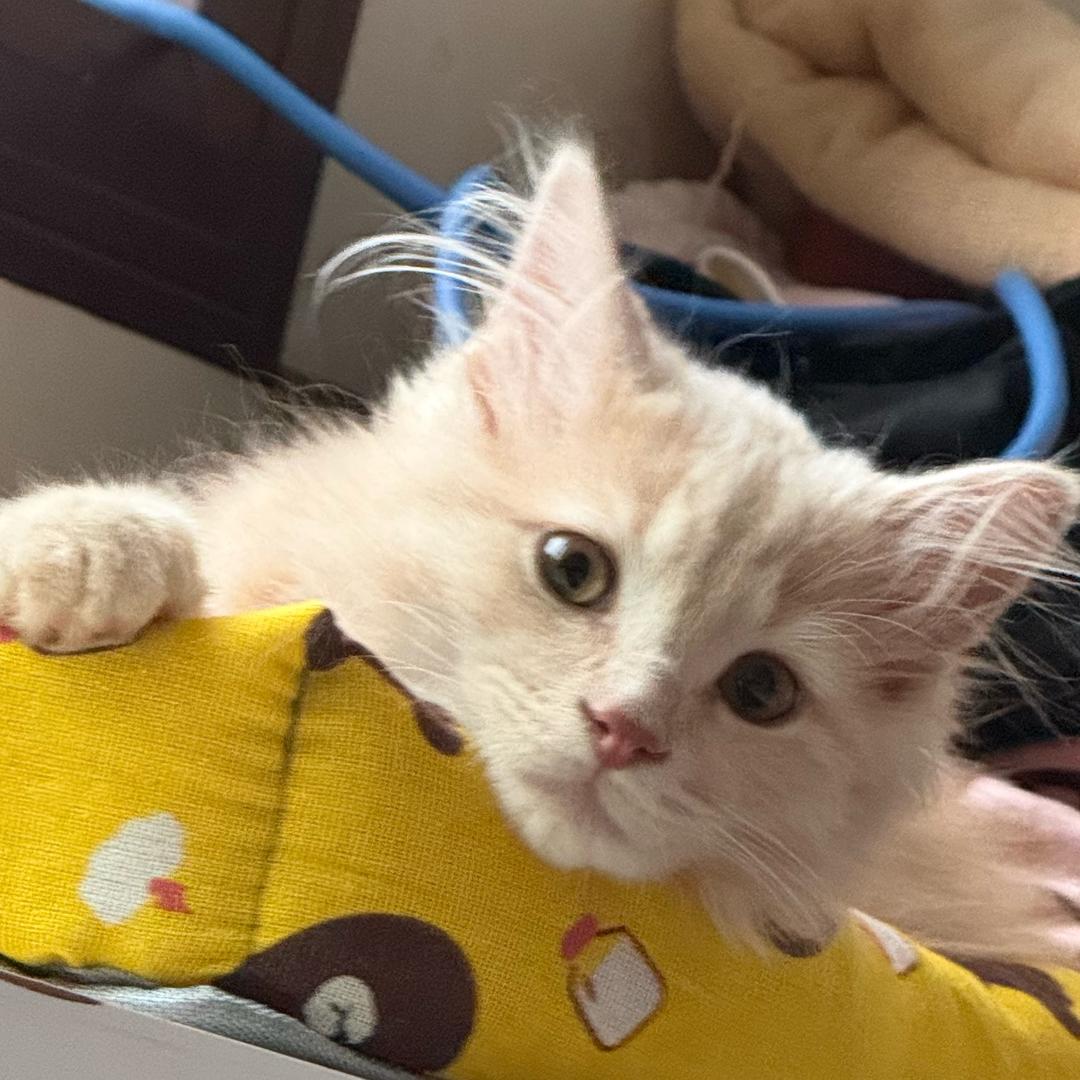 YANG.